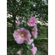 زهور الخطمية (Hollyhock ) زهور الخطمية (Hollyhock )