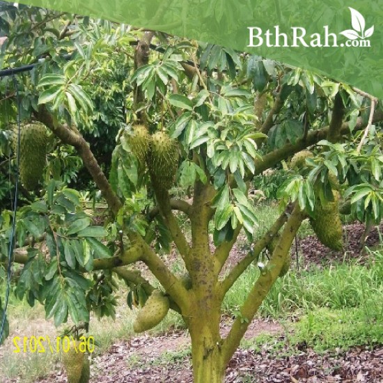 بذور شجرة القشطة - Annona بذور شجرة القشطة - Annona