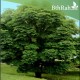 بذور شجرة الخروع العملاق - Ricinus communis بذور شجرة الخروع العملاق - Ricinus communis