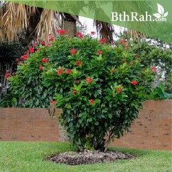 بذور شجرة الجاتروفا - Jatropha integerrima بذور شجرة الجاتروفا - Jatropha integerrima