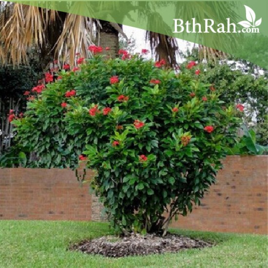 بذور شجرة الجاتروفا - Jatropha integerrima بذور شجرة الجاتروفا - Jatropha integerrima