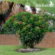 بذور شجرة الجاتروفا - Jatropha integerrima بذور شجرة الجاتروفا - Jatropha integerrima