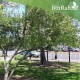 بذور شجرة الحناء - Lawsonia Inermis بذور شجرة الحناء - Lawsonia Inermis