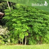 بذور شجرة المورينجا - moringa بذور شجرة المورينجا - moringa