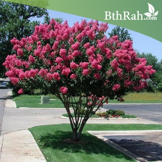 بذور شجرة تمر حنا Lagerstroemia Indica