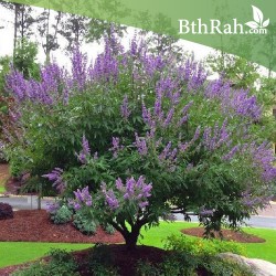 بذور شجرة كف مريم Vitex agnus-castus بذور شجرة كف مريم Vitex agnus-castus