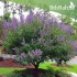 بذور شجرة كف مريم Vitex agnus-castus