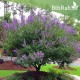 بذور شجرة كف مريم او الفيتكس - Vitex agnus بذور شجرة كف مريم او الفيتكس - Vitex agnus