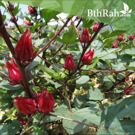 بذور شجيرة الكركديه “الهيبسكوس” Hibiscus sabdariffa بذور شجيرة الكركديه “الهيبسكوس” Hibiscus sabdariffa