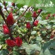 بذور شجيرة الكركديه “الهيبسكوس” Hibiscus sabdariffa بذور شجيرة الكركديه “الهيبسكوس” Hibiscus sabdariffa