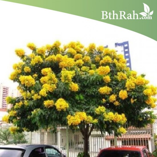 بذور كاسيا جلوكا - Cassia glauca بذور كاسيا جلوكا - Cassia glauca