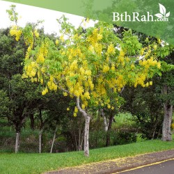 بذور شجرة كاسيا فستيولا(خيار شمبر) Cassia fistula