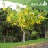 بذور شجرة كاسيا فستيولا(خيار شمبر) Cassia fistula