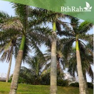 بذور نخيل ملوكي - Roystonea regia بذور نخيل ملوكي - Roystonea regia