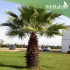 بذور نخيل واشنطوني - Washingtonia