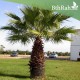 بذور نخيل واشنطوني - Washingtonia بذور نخيل واشنطوني - Washingtonia