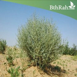 بذور الرمث - Haloxylon salicornicum بذور الرمث - Haloxylon salicornicum