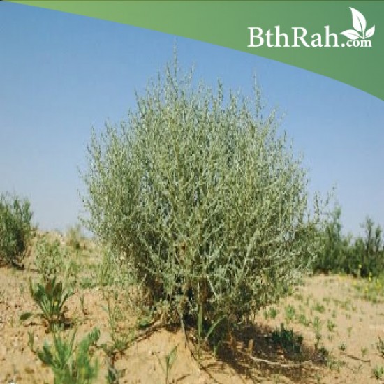 بذور الرمث - Haloxylon salicornicum بذور الرمث - Haloxylon salicornicum