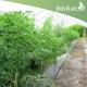 اللوبيا العدسية (رعوية) Begun pea اللوبيا العدسية (رعوية) Begun pea