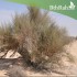 بذور المرخ (Leptadenia pyrotechnica)