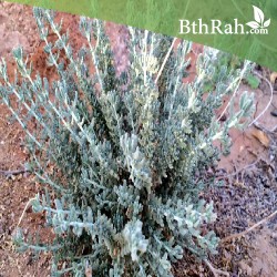 بذور الجعد - Teucrium polum  بذور الجعد - Teucrium polum