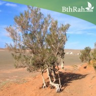 بذور شجر الغضى  Haloxylon persicum بذور شجر الغضى  Haloxylon persicum