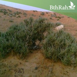 بذور شجيرة الفِرس - Salsola Tetrandra بذور شجيرة الفِرس - Salsola Tetrandra