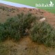 بذور شجيرة الفِرس (Salsola Tetrandra) بذور شجيرة الفِرس (Salsola Tetrandra)