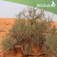 بذور شجرة الأَرْطَى - calligonum comosum بذور شجرة الأَرْطَى - calligonum comosum