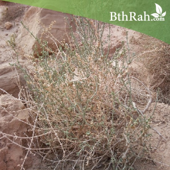 بذور نبتة الشعران - Agathophora alopecuroides بذور نبتة الشعران - Agathophora alopecuroides