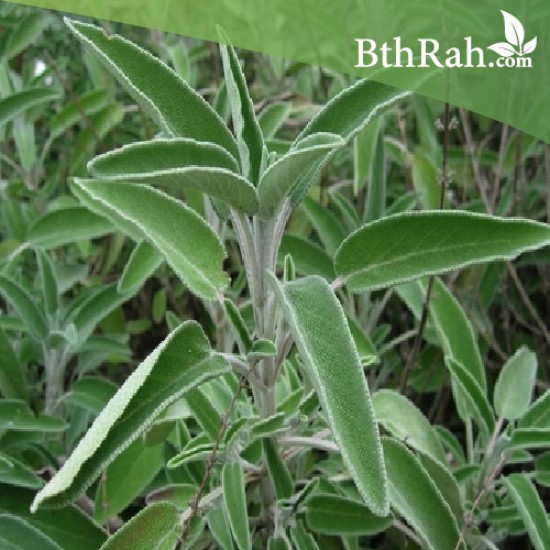 بذور عشبة المرامية (مريميّة) ( Salvia officinalis) بذور عشبة المرامية (مريميّة) ( Salvia officinalis)