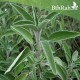بذور عشبة المرامية (مريميّة) ( Salvia officinalis) بذور عشبة المرامية (مريميّة) ( Salvia officinalis)