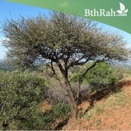 بذور شجرة القرض - Acacia arabica /Acacia nilotica بذور شجرة القرض - Acacia arabica /Acacia nilotica