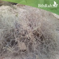 بذور نبتة العراد - Ancacia etbacia بذور نبتة العراد - Ancacia etbacia