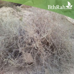 بذور نبتة العراد - Ancacia etbacia بذور نبتة العراد - Ancacia etbacia