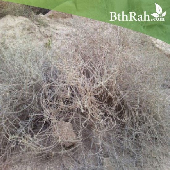 بذور نبتة العراد - Acacia etbaica بذور نبتة العراد - Acacia etbaica