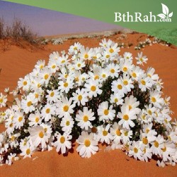بذور عشبة القحويان  Anthemis deserti بذور عشبة القحويان  Anthemis deserti