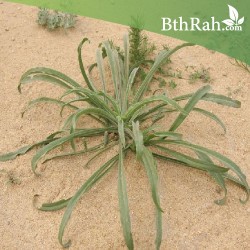 بذور عشبة الربلة - Plantago ovata بذور عشبة الربلة - Plantago ovata