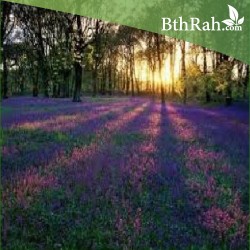 بذور الخزامى horwoodia dicksoniae turrill بذور الخزامى horwoodia dicksoniae turrill