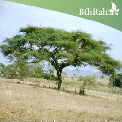 بذور شجرة السمر - Acacia tortilis بذور شجرة السمر - Acacia tortilis