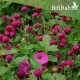بذور زهرة الكرة الارجوانية (Gomphrena globosa) بذور زهرة الكرة الارجوانية (Gomphrena globosa)