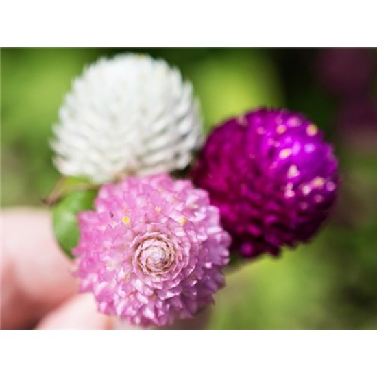 بذور زهرة الكرة الارجوانية (Gomphrena globosa) بذور زهرة الكرة الارجوانية (Gomphrena globosa)