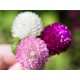 بذور زهرة الكرة الارجوانية (Gomphrena globosa) بذور زهرة الكرة الارجوانية (Gomphrena globosa)