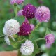 بذور زهرة الكرة الارجوانية (Gomphrena globosa) بذور زهرة الكرة الارجوانية (Gomphrena globosa)