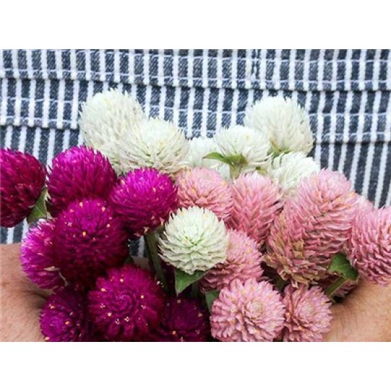 بذور زهرة الكرة الارجوانية (Gomphrena globosa) بذور زهرة الكرة الارجوانية (Gomphrena globosa)