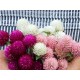 بذور زهرة الكرة الارجوانية (Gomphrena globosa) بذور زهرة الكرة الارجوانية (Gomphrena globosa)