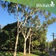 بذور الكين الليموني (Corymbia citriodora) بذور الكين الليموني (Corymbia citriodora)