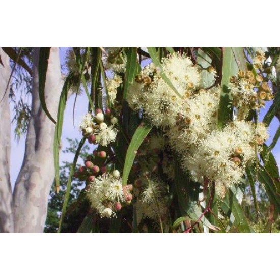 بذور الكين الليموني (Corymbia citriodora) بذور الكين الليموني (Corymbia citriodora)
