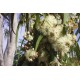 بذور الكين الليموني (Corymbia citriodora) بذور الكين الليموني (Corymbia citriodora)