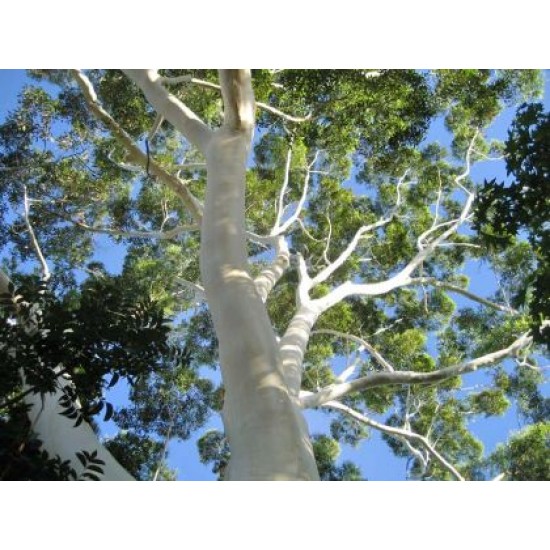 بذور الكين الليموني (Corymbia citriodora) بذور الكين الليموني (Corymbia citriodora)